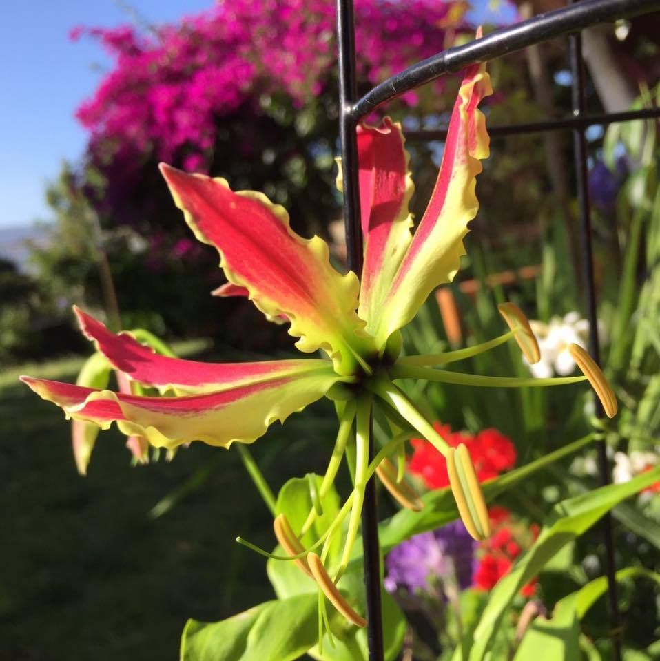 Gloriosa lily