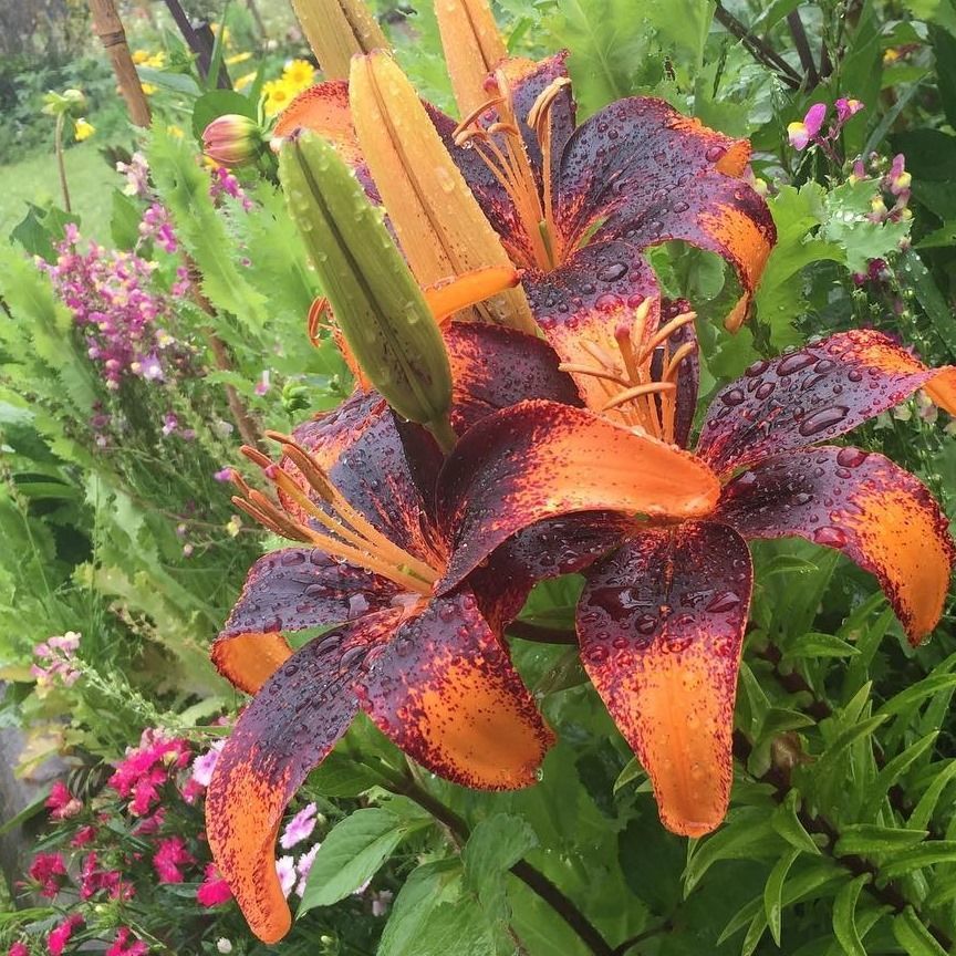 Lilium hybrid