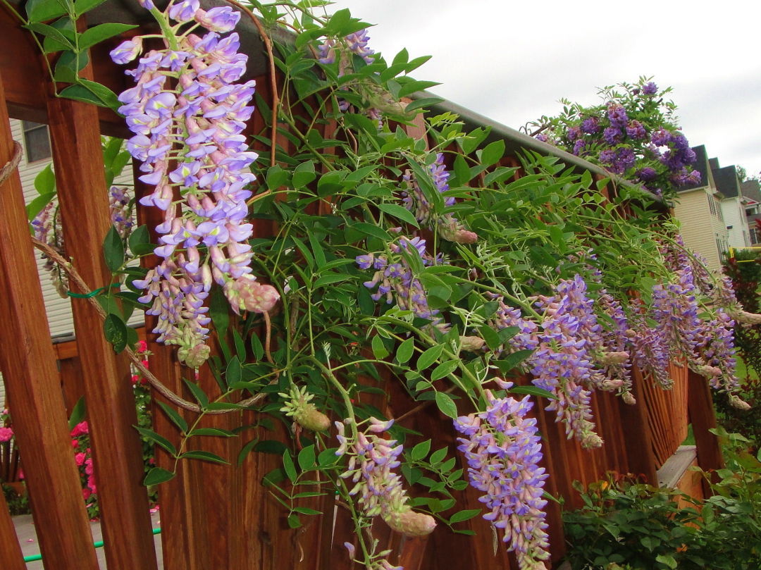 Wisteria