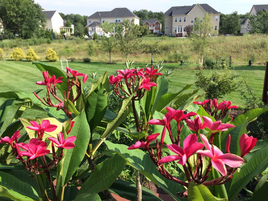 Plumeria