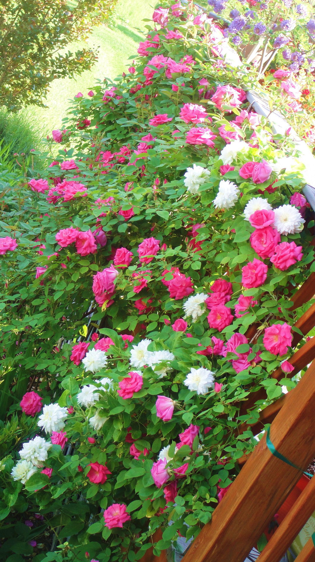 Climbing roses