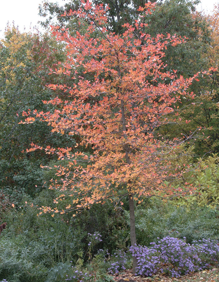 fall tree