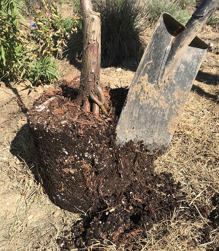 shaving tree roots