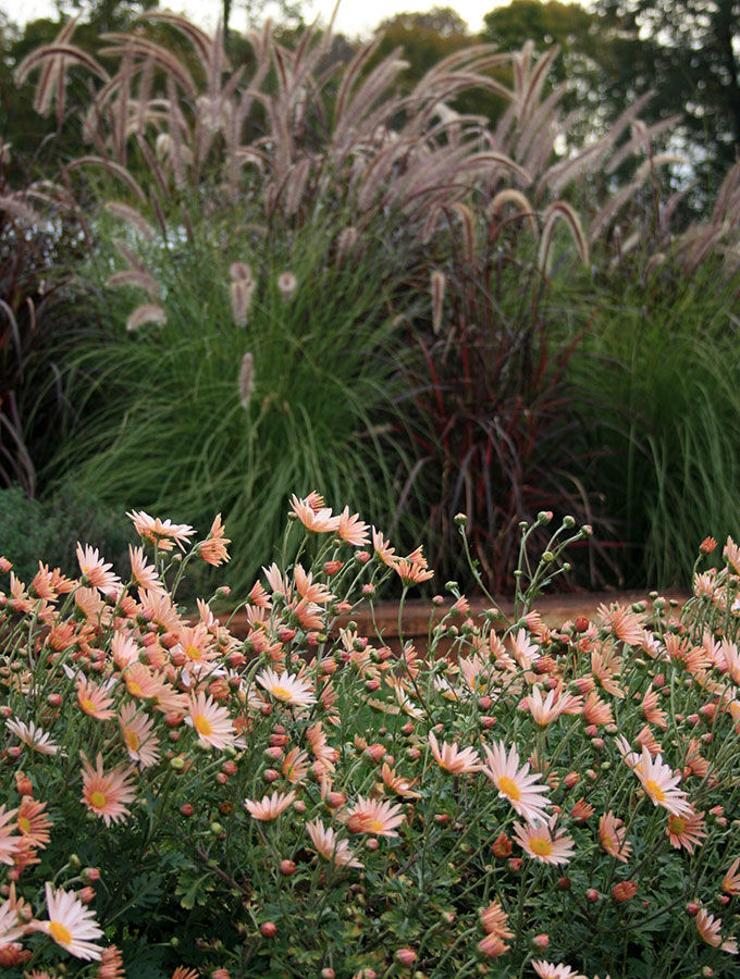 ‘Hillside Sheffield Pink’ mums