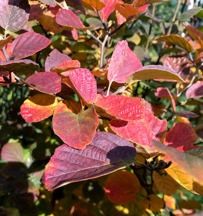 ‘Blue Mist’ dwarf fothergilla