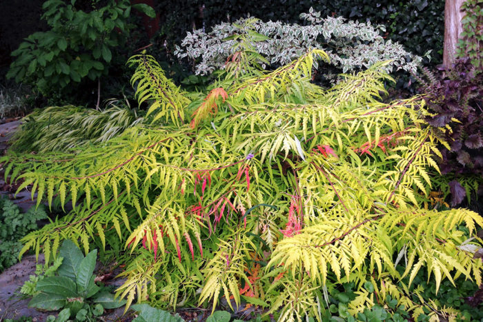 Tiger Eyes® staghorn sumac