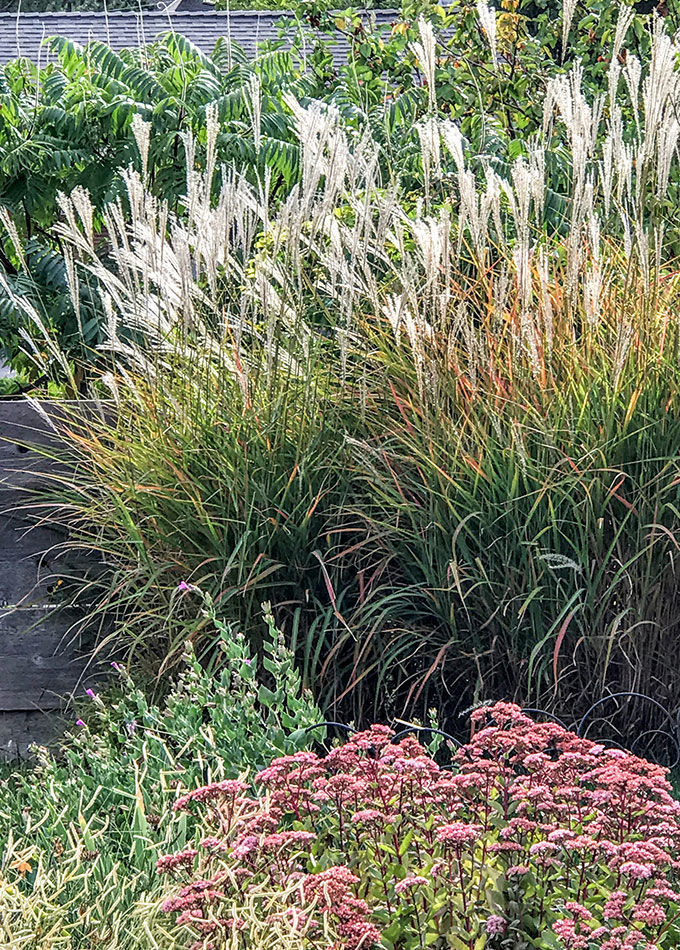 ‘Karl Foerster’ feather reed grass