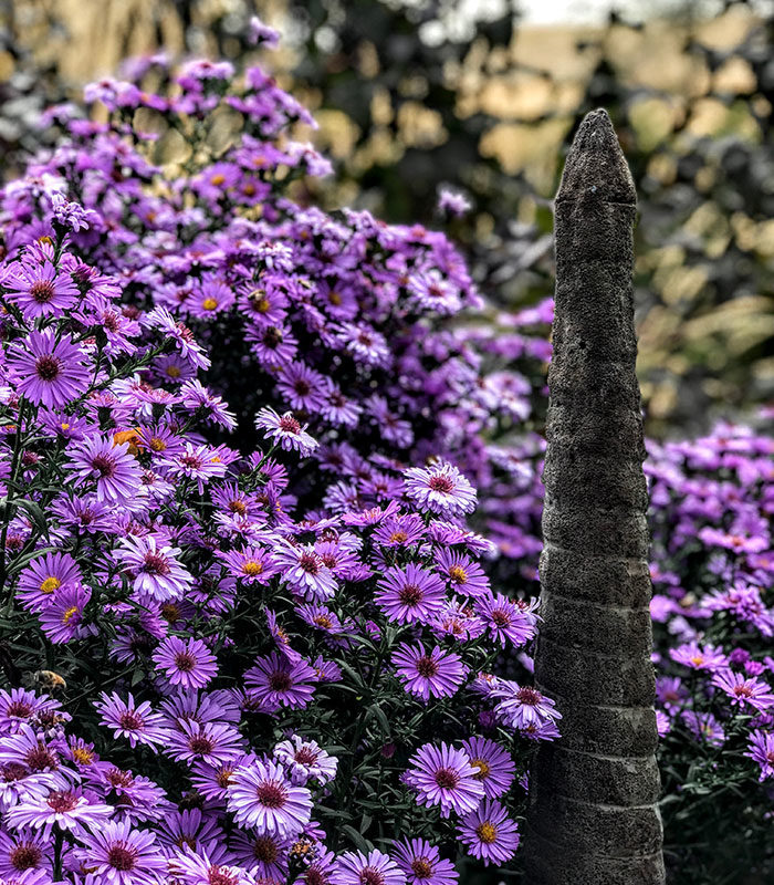 ‘Purple Dome’ asters