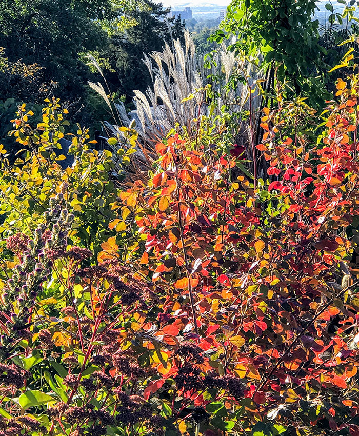 ‘Gro-Low’ sumac