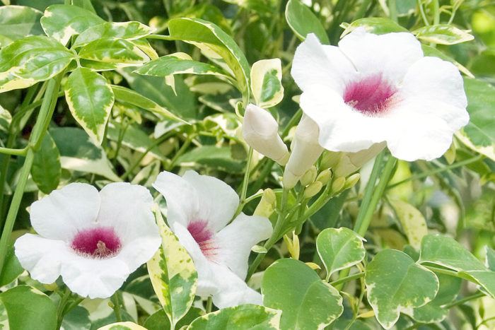 ‘Charisma’ variegated bower vine