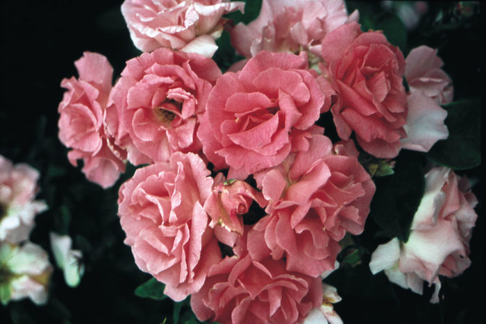 'Zepherine Drouhin’ star roses