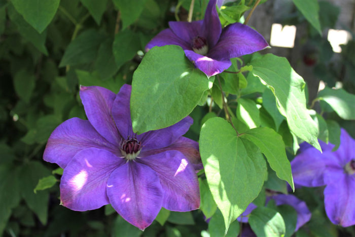 ‘Elsa Spath’ clematis