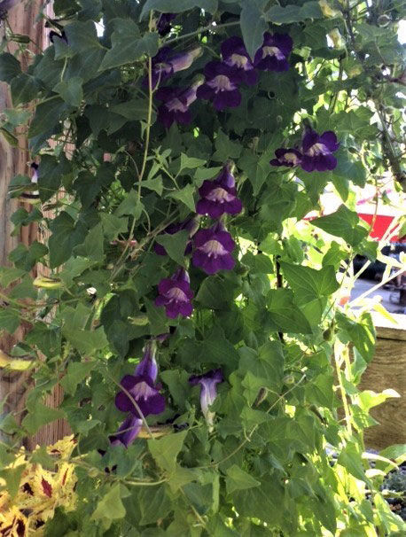 ‘Joan Lorraine Blue’ climbing snapdragon