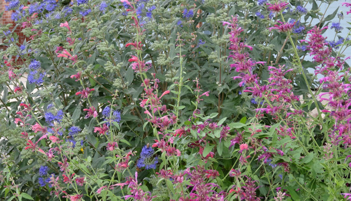 Hummingbird mint