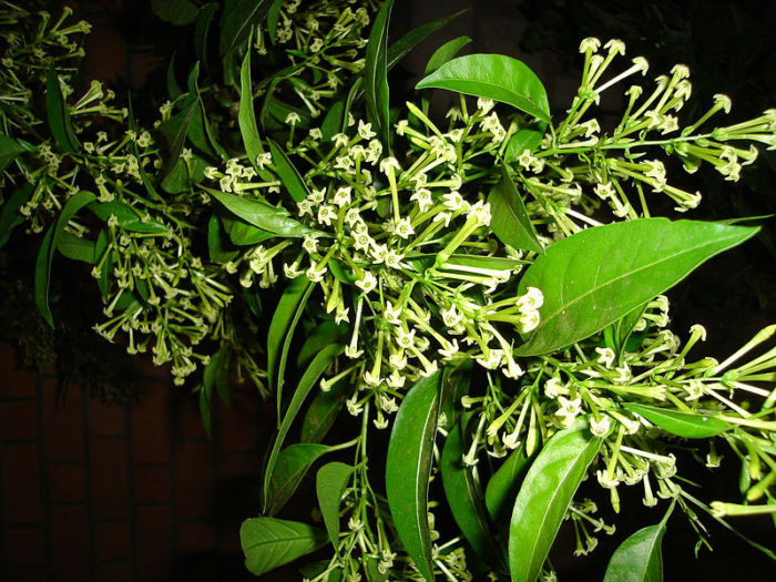 night-blooming jasmine