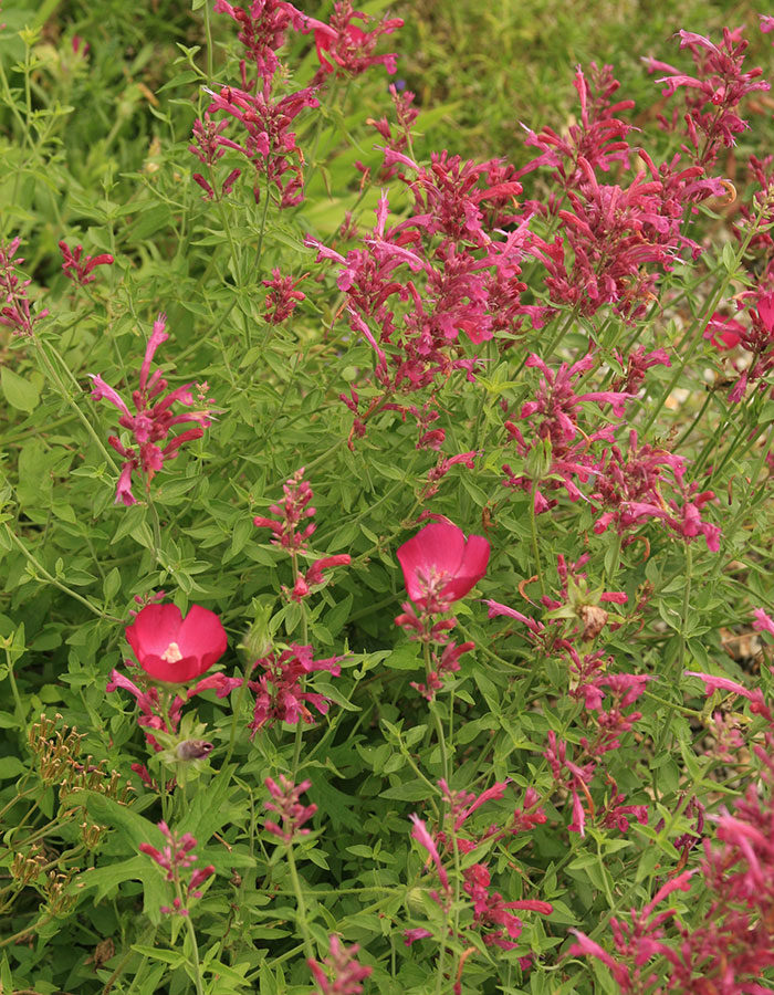 Hummingbird mint