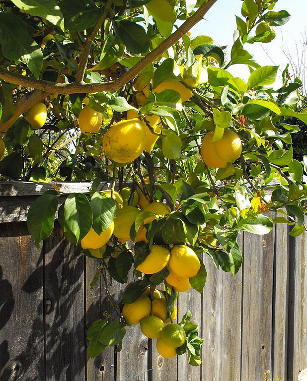 ‘Eureka’ lemon tree 