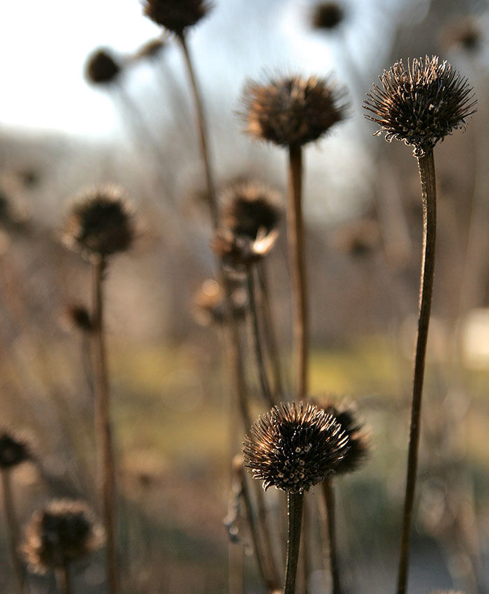 Coneflower seedheads