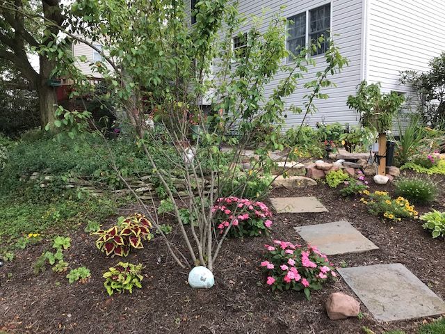 serviceberry tree