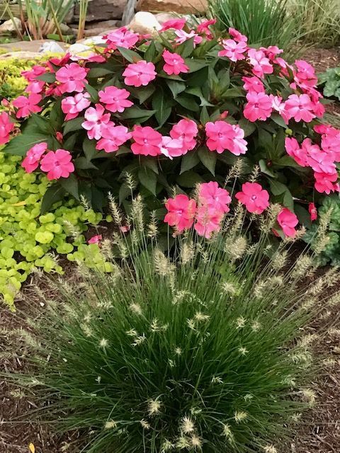 Little Bunny miniature fountain grass