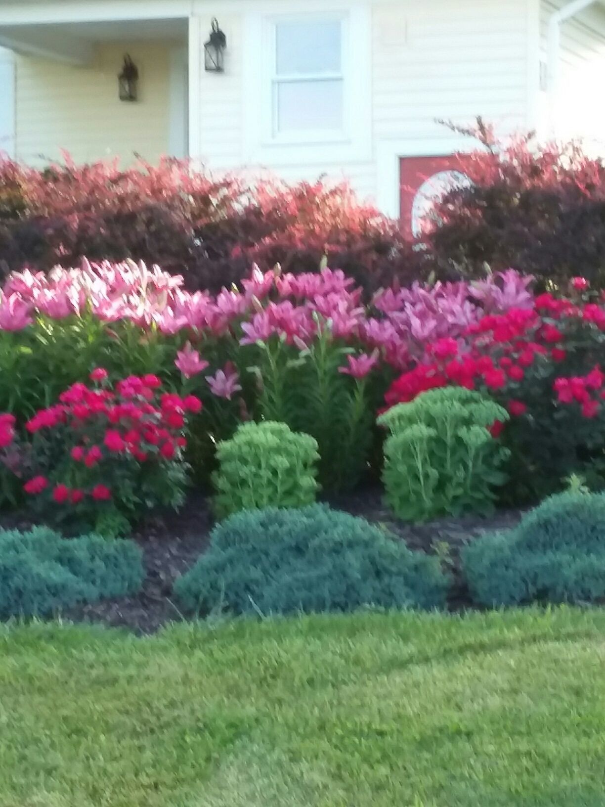 pink lilies