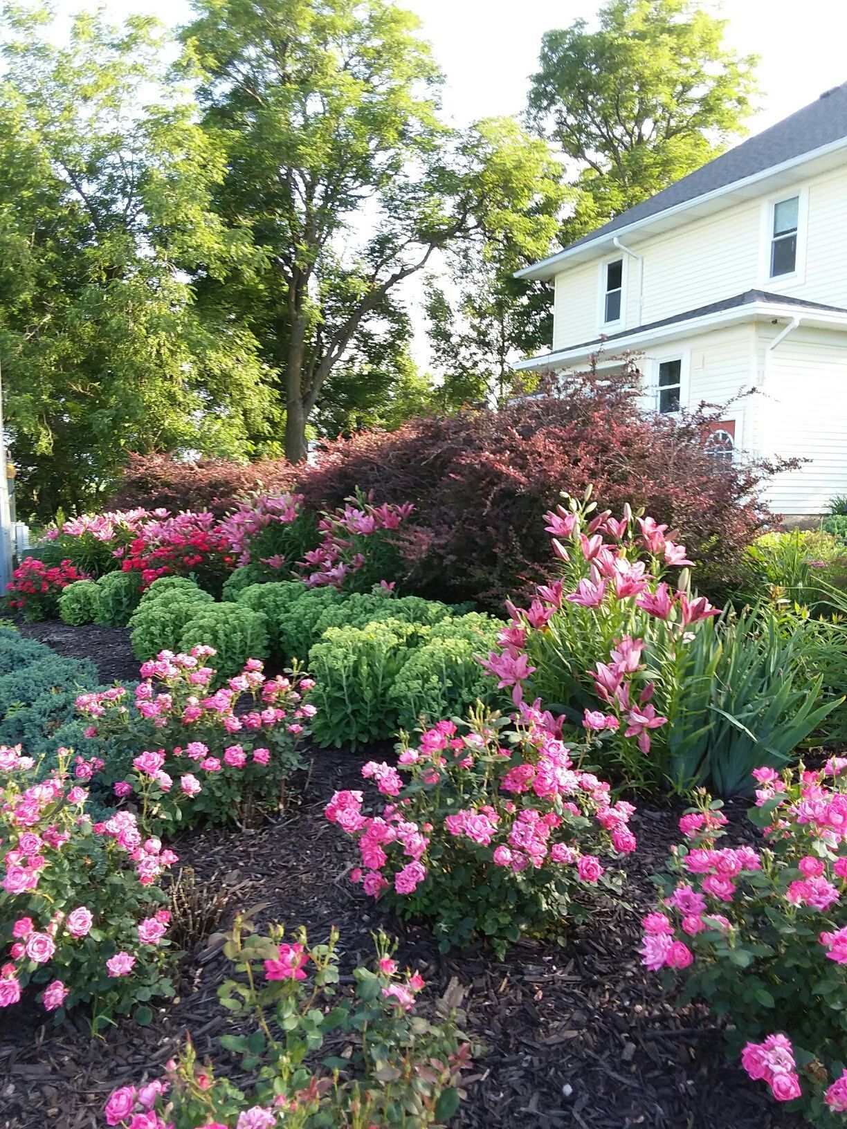 pink roses