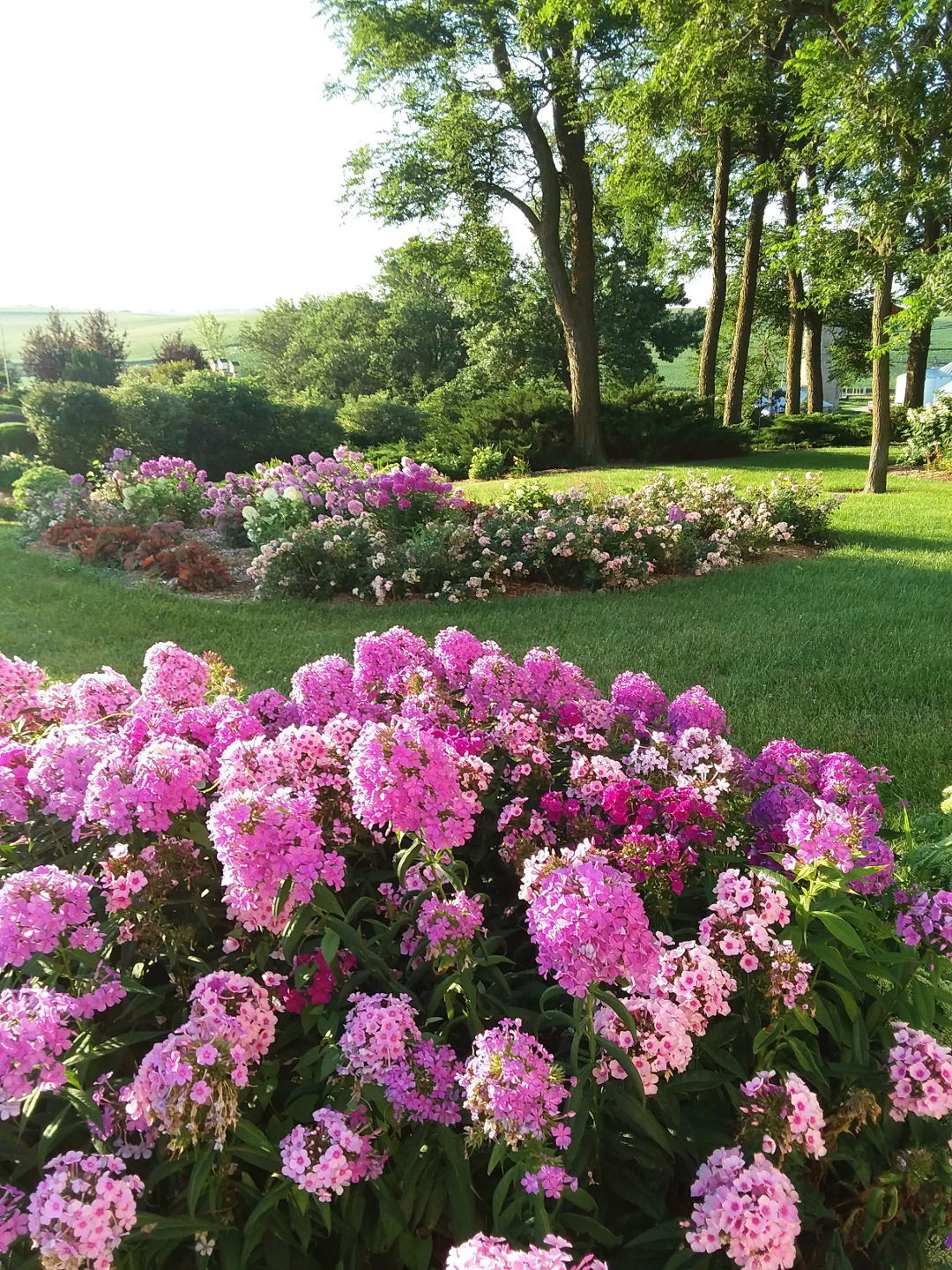 Pink garden phlox