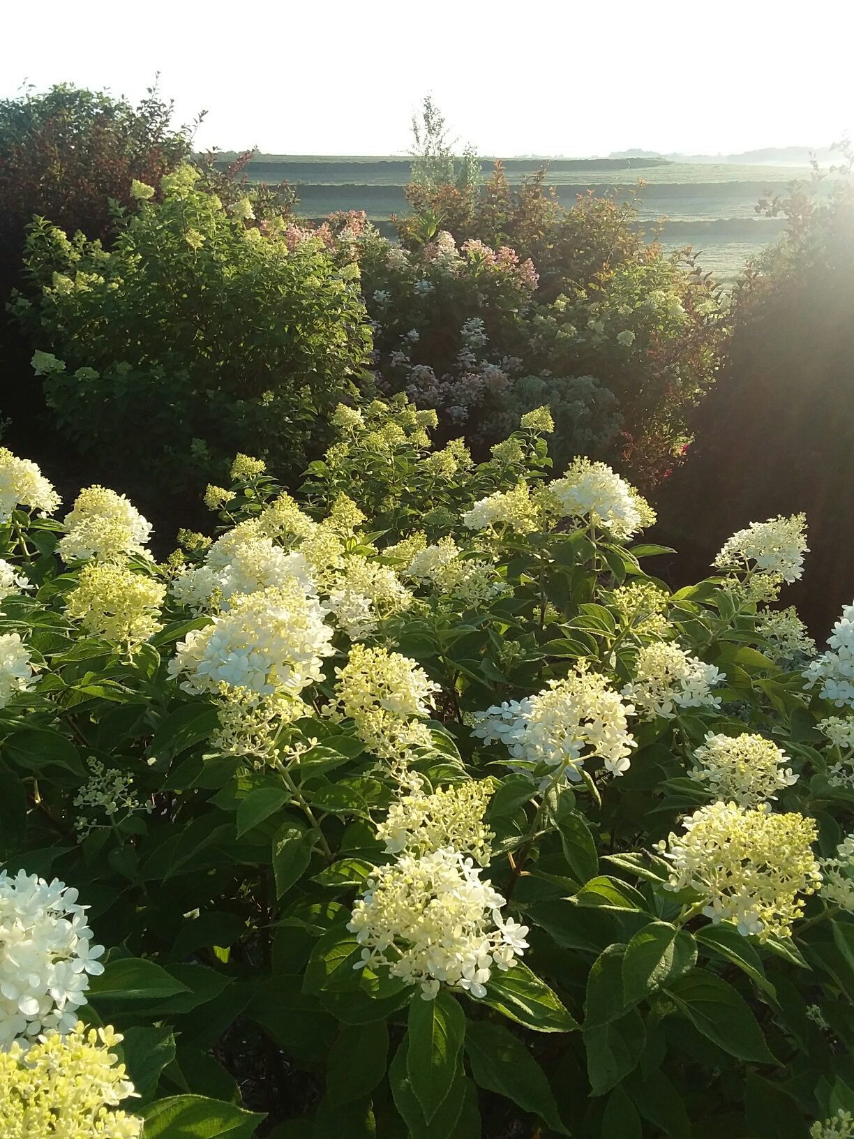 Panicle hydrangeas