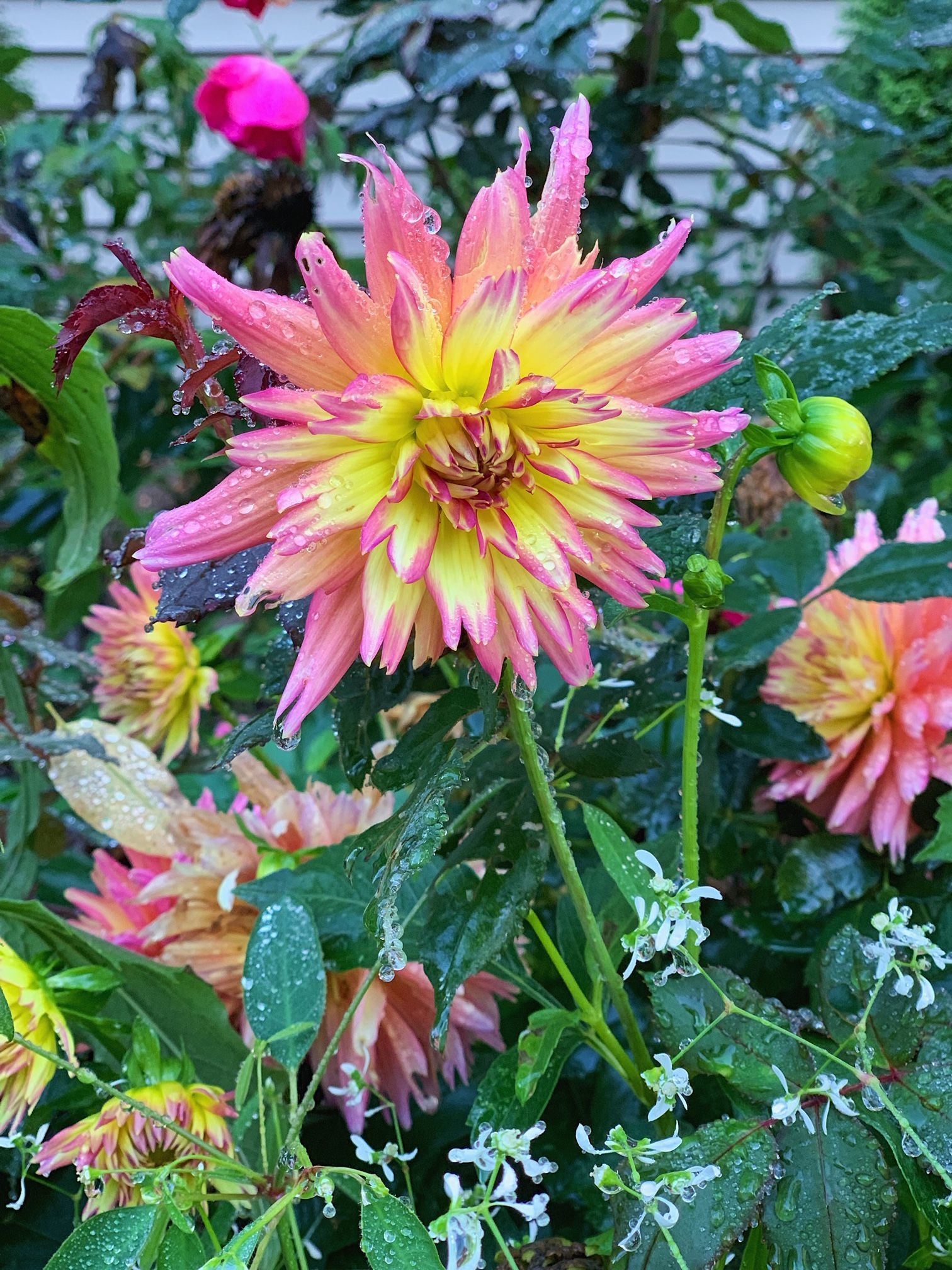 Dahlias