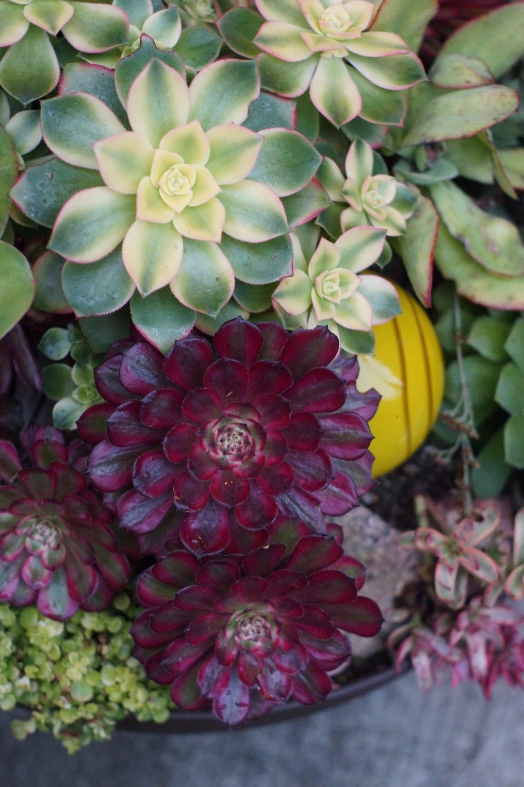 variegated aeonium