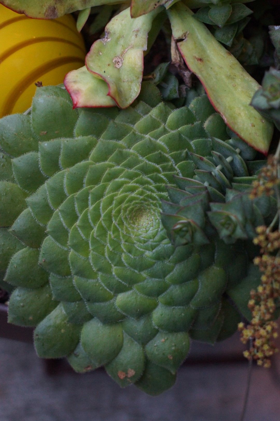 Aeonium tabuliforme