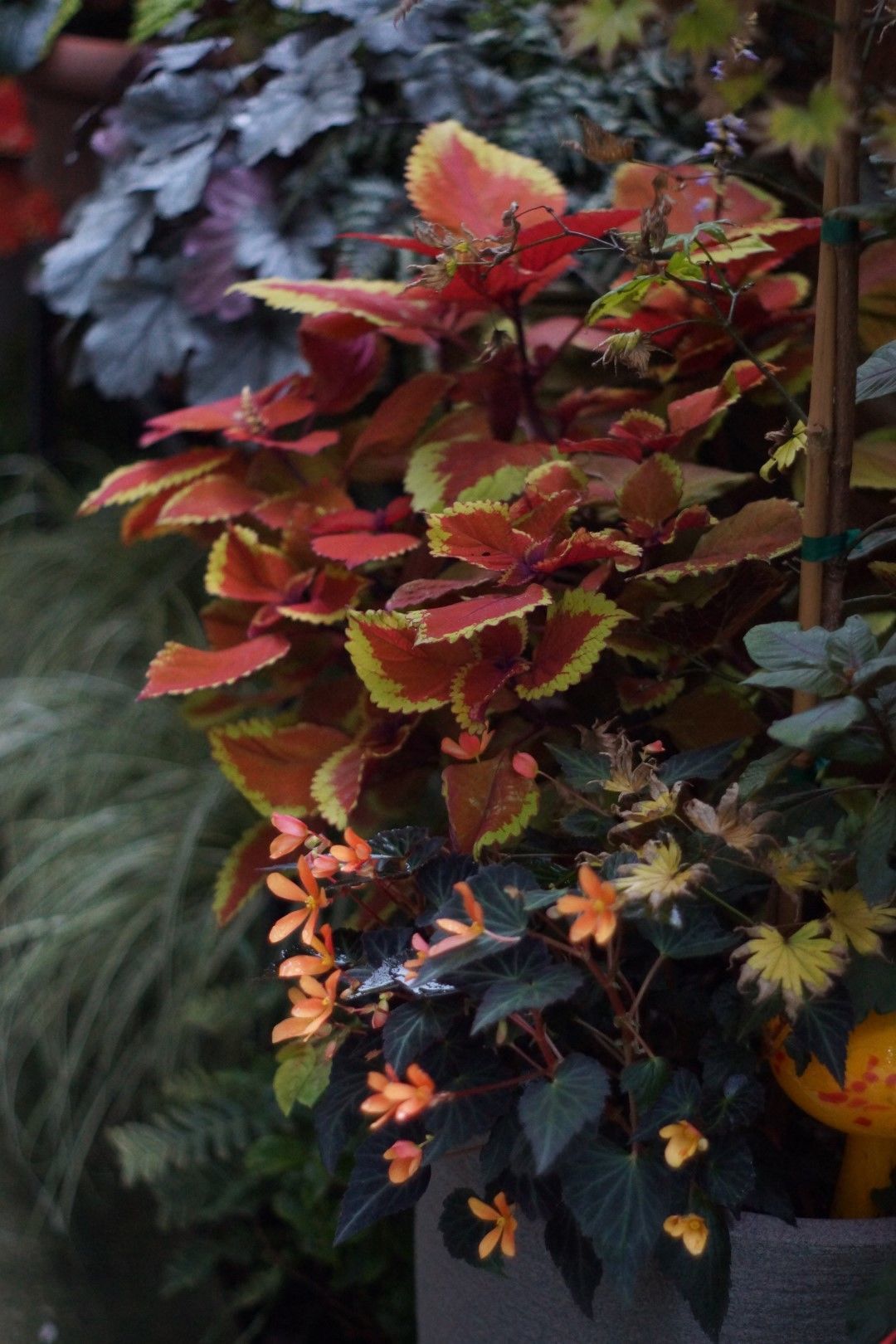 Coleus