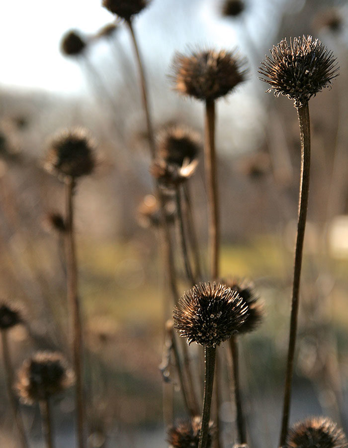 purple coneflower seedheads