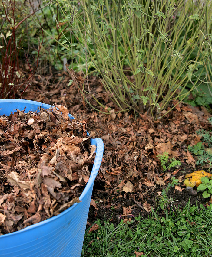 shredded leaves as mulch