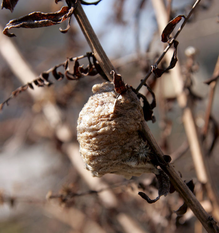 Praying mantis egg