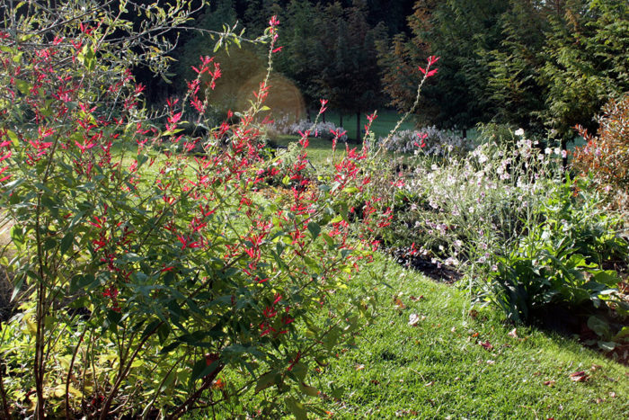 Pineapple sage