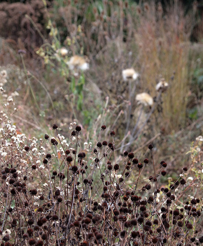 Brown-eyed Susan seedheads