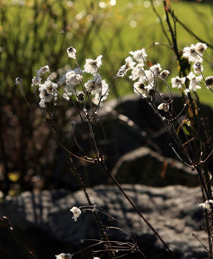 Japanese anemone seedheads