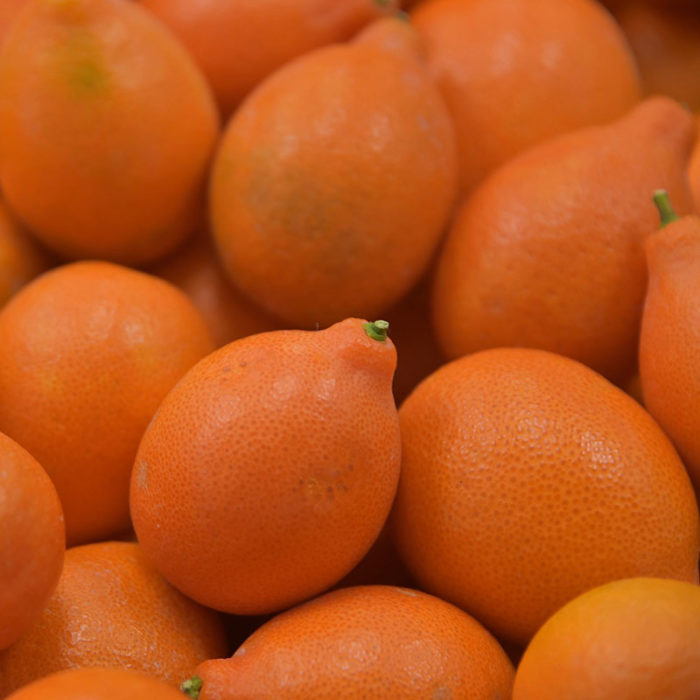 Indio Mandarinquat kumquats