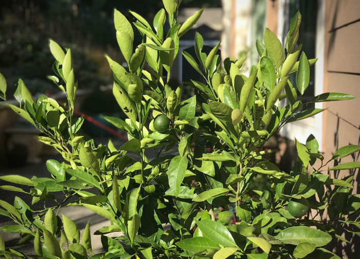 kumquat tree with snail damage