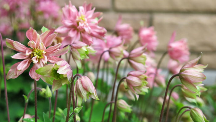 columbine