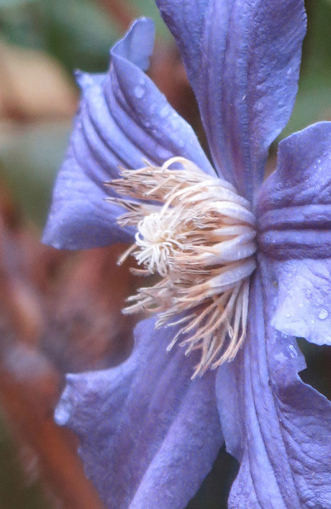 clematis