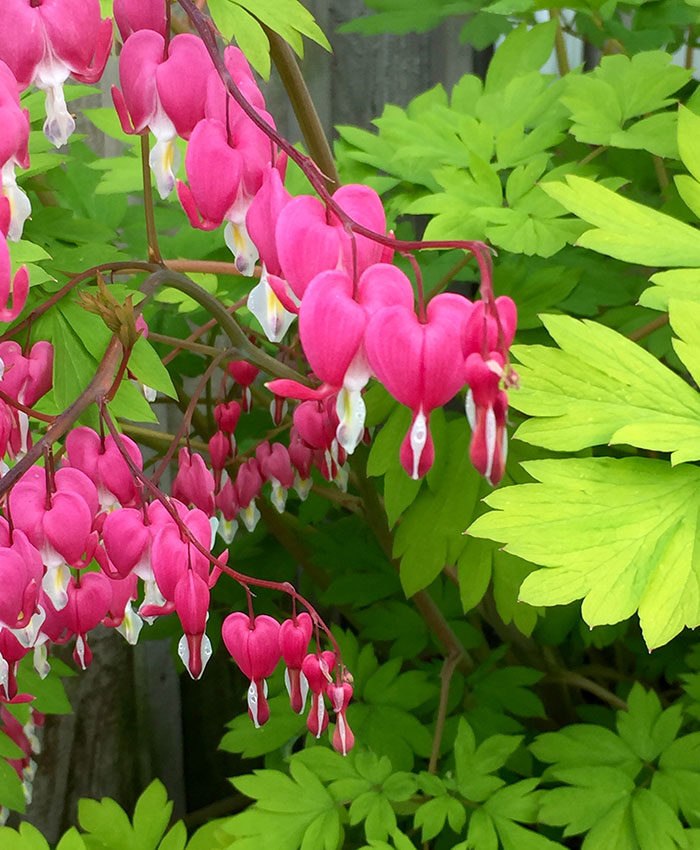 Bleeding heart