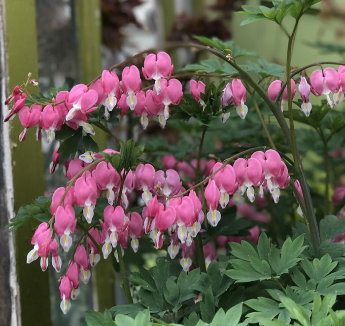 Bleeding heart