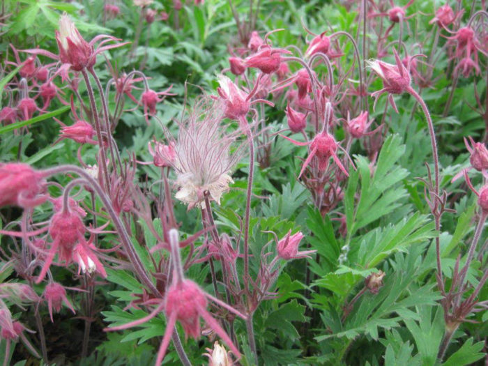 Prairie smoke