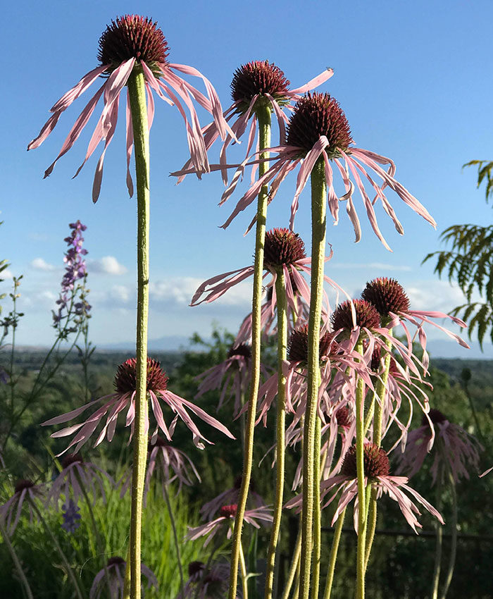 pale purple coneflowers