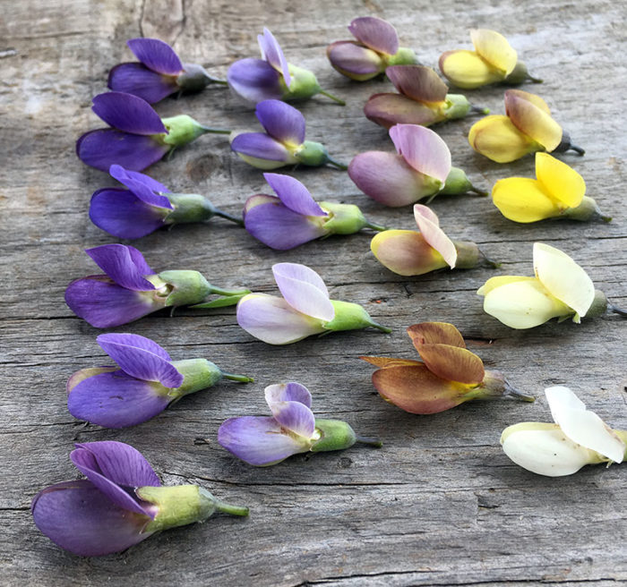 ‘Purple Smoke’ false indigo