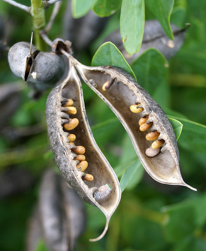 ‘Purple Smoke’ false indigo seedpod