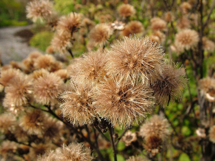 New York ironweed