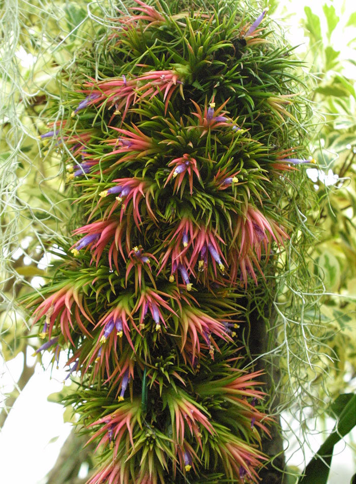 sky plants